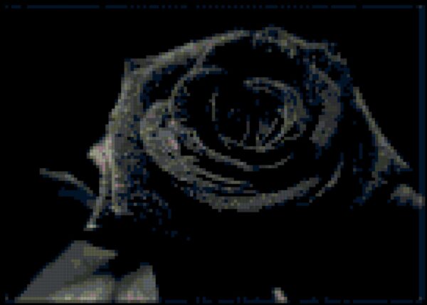 This image is a digital representation of the finished Black Rose cross stitch pattern. It displays a black and white rose in full bloom, with detailed shading and stitching.