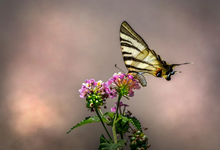 Close-up of a scarce swallowtail butterfly (Iphiclides podalirius) on vibrant lantana flowers.